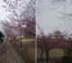 3月8日（月）の桜の様子