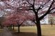 ３月６日（水）桜の様子