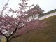 3月12日（金）の桜の様子