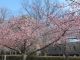 3月14日（月）の桜の様子