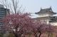 ３月９日桜の様子＆桜まつりのお知らせ