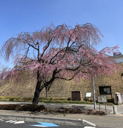 【枝垂れ桜】３月２２日