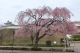 3月27日（月）の桜の様子