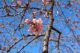 宇都宮城址公園の桜が咲きはじめました！